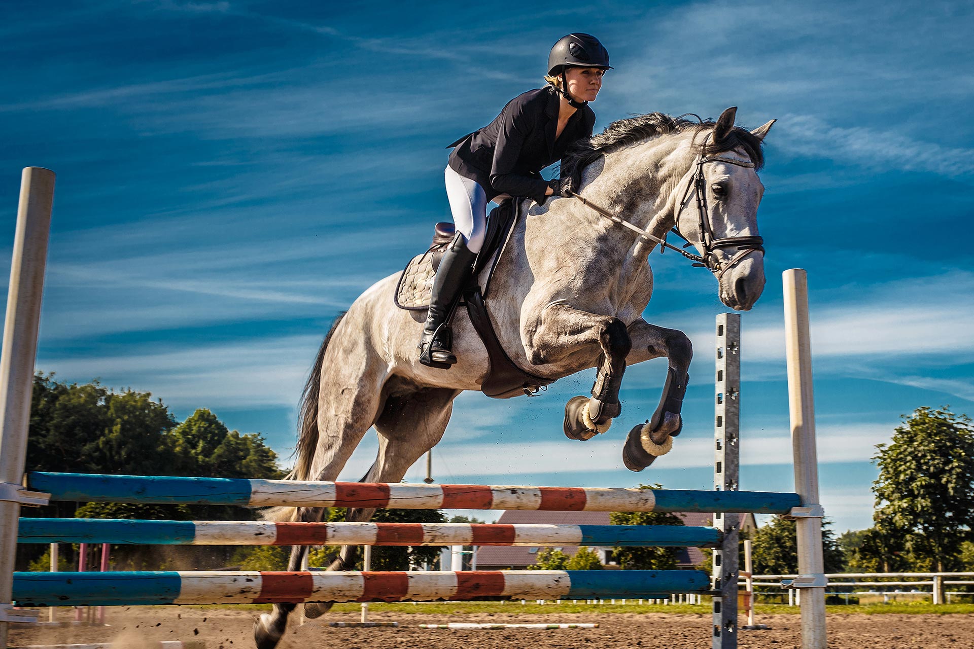 Dutch Warmblood